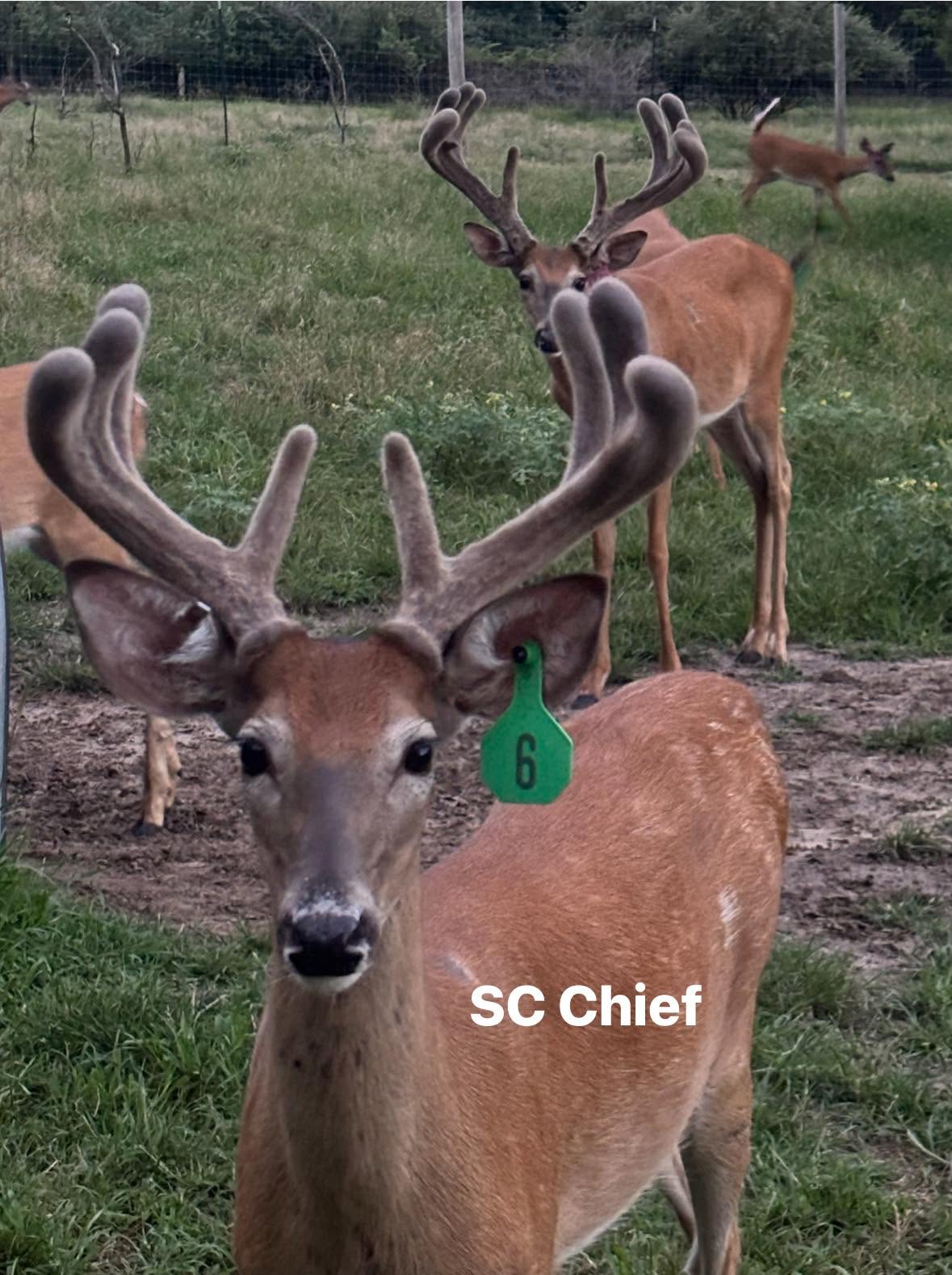 SC Chief